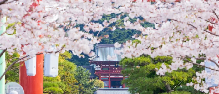 鶴岡八幡宮の桜