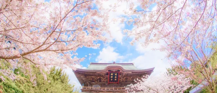 建長寺の桜