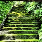 myohoji | Kamakura Travel Complete Guide 妙法寺の苔石段