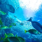 新江ノ島水族館