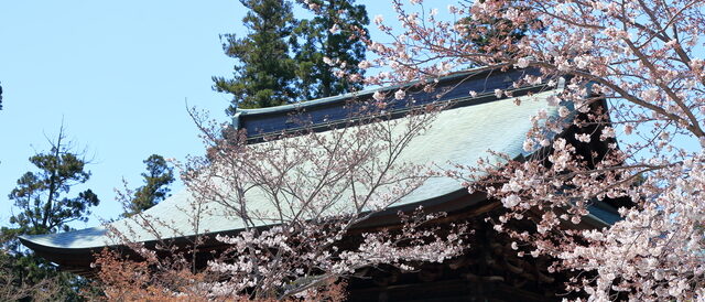 建長寺の桜