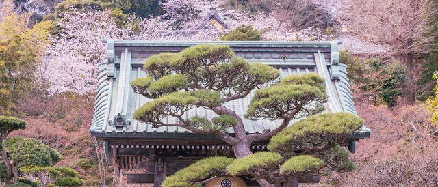 長谷寺の桜