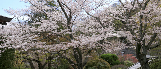 報国寺の桜