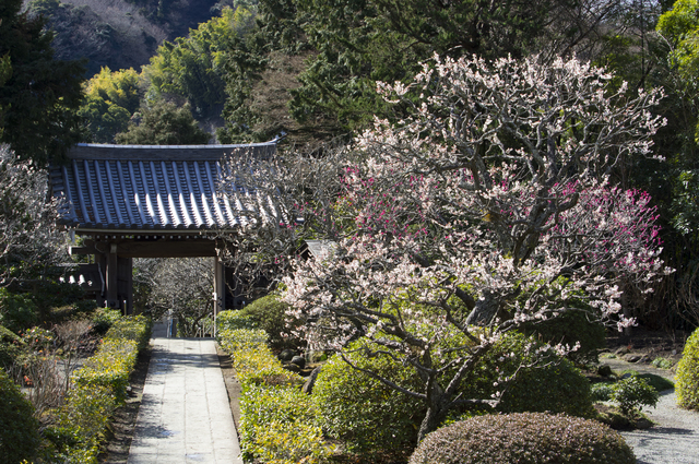 浄妙寺の梅