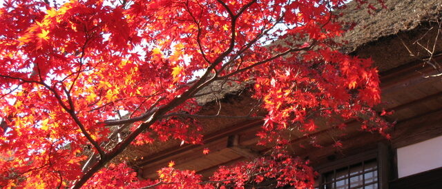 海蔵寺の紅葉