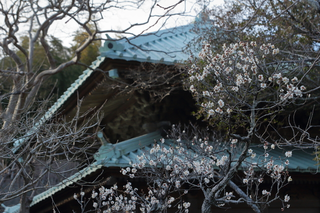 英勝寺の梅