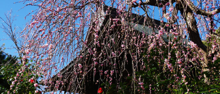 宝戒寺のしだれ梅と寒椿