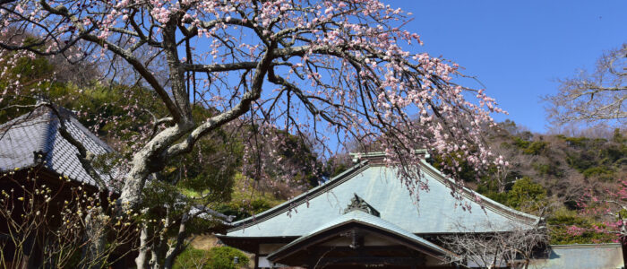 海蔵寺の枝垂れ梅