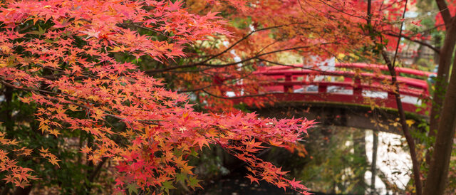 鶴岡八幡宮の紅葉