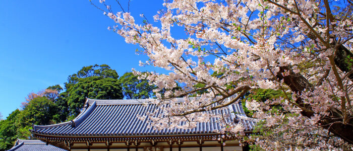 円覚寺の松嶺院と満開の桜