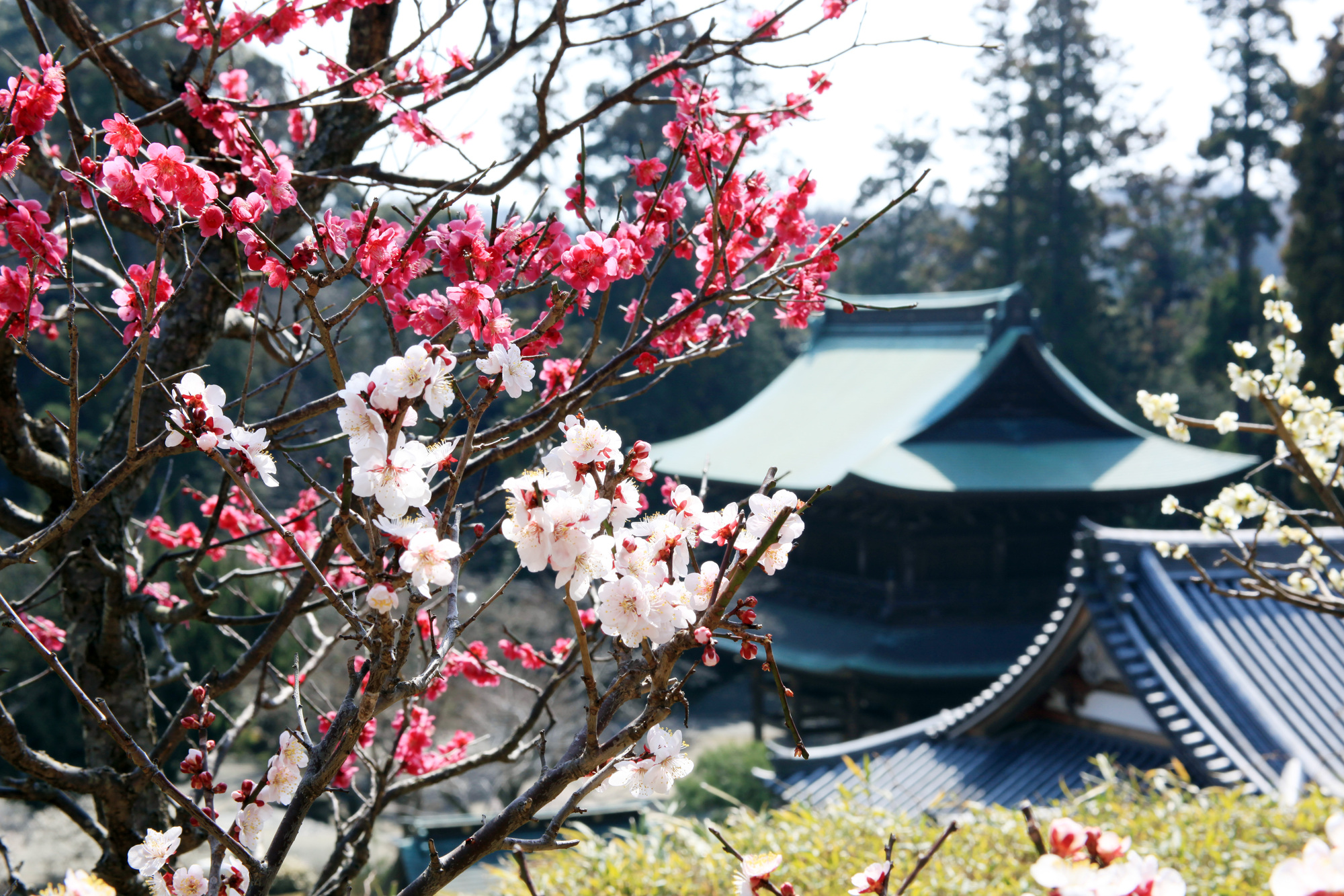 円覚寺の梅 pixta_6751849_M | Kamakura Travel Complete Guide 円覚寺の梅