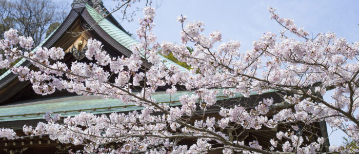 報国寺の桜