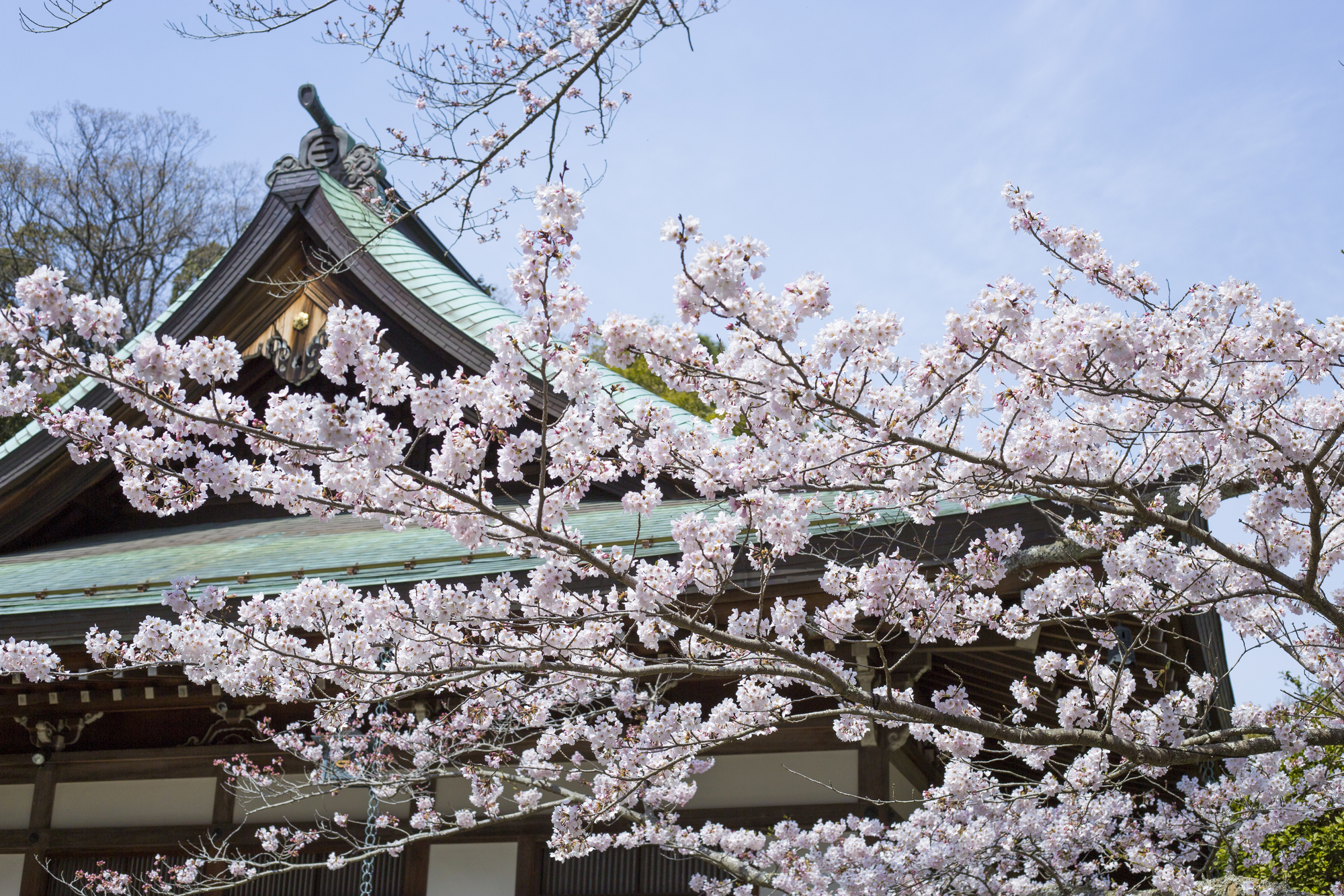 報国寺の桜