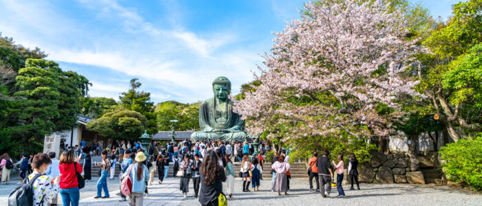 高徳院の桜