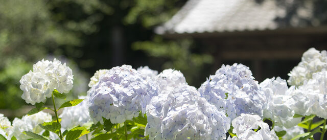 妙本寺のアジサイ