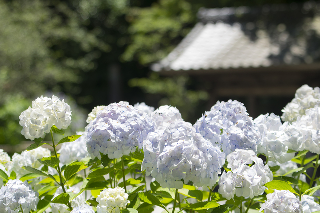 妙本寺のアジサイ