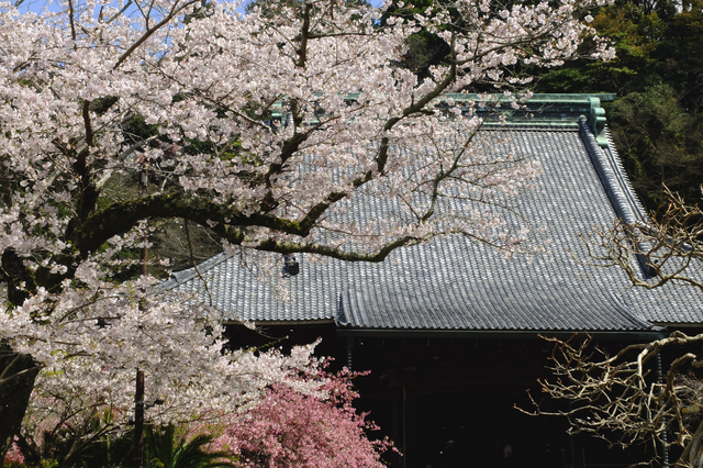 妙本寺の桜