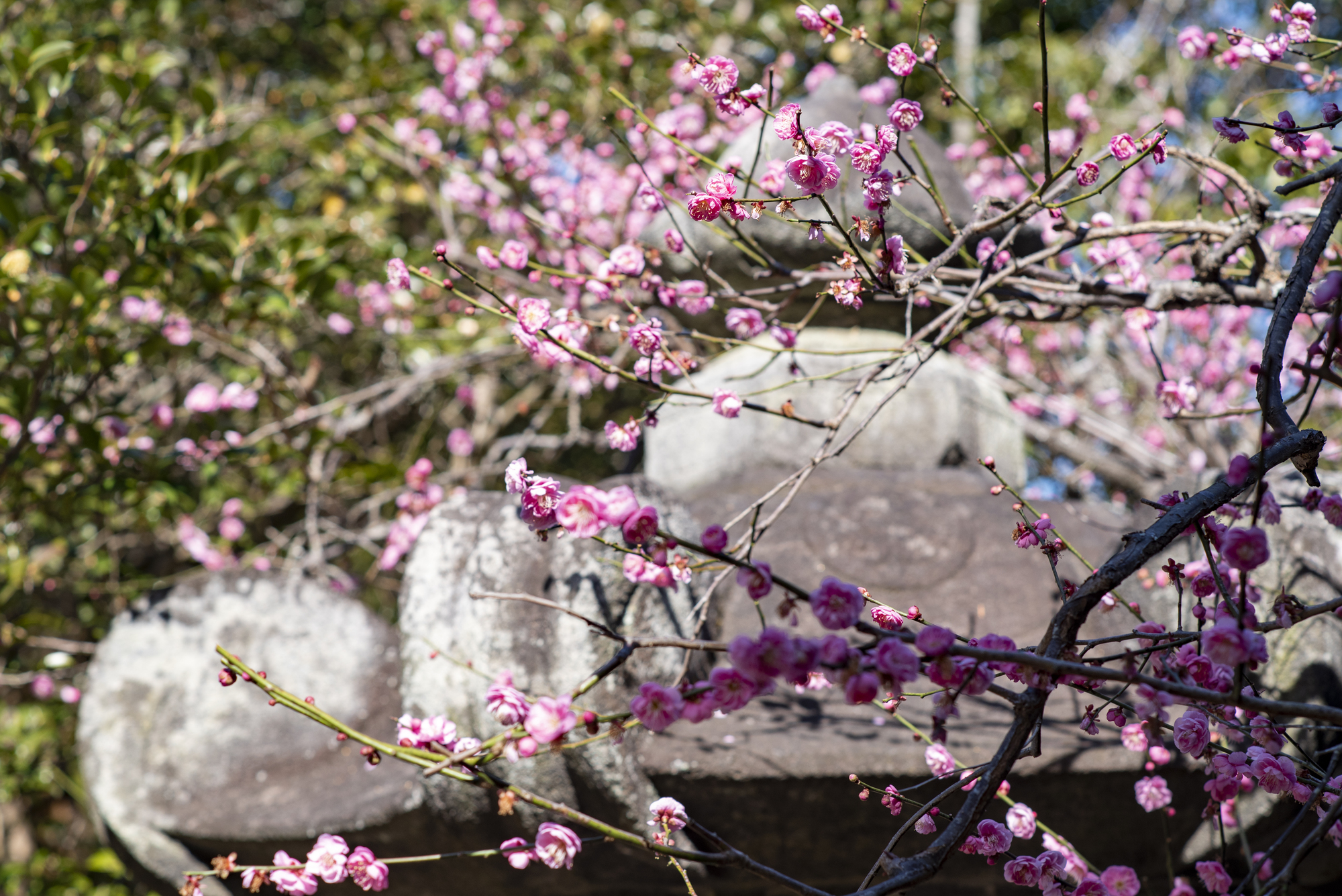 安国論寺の梅