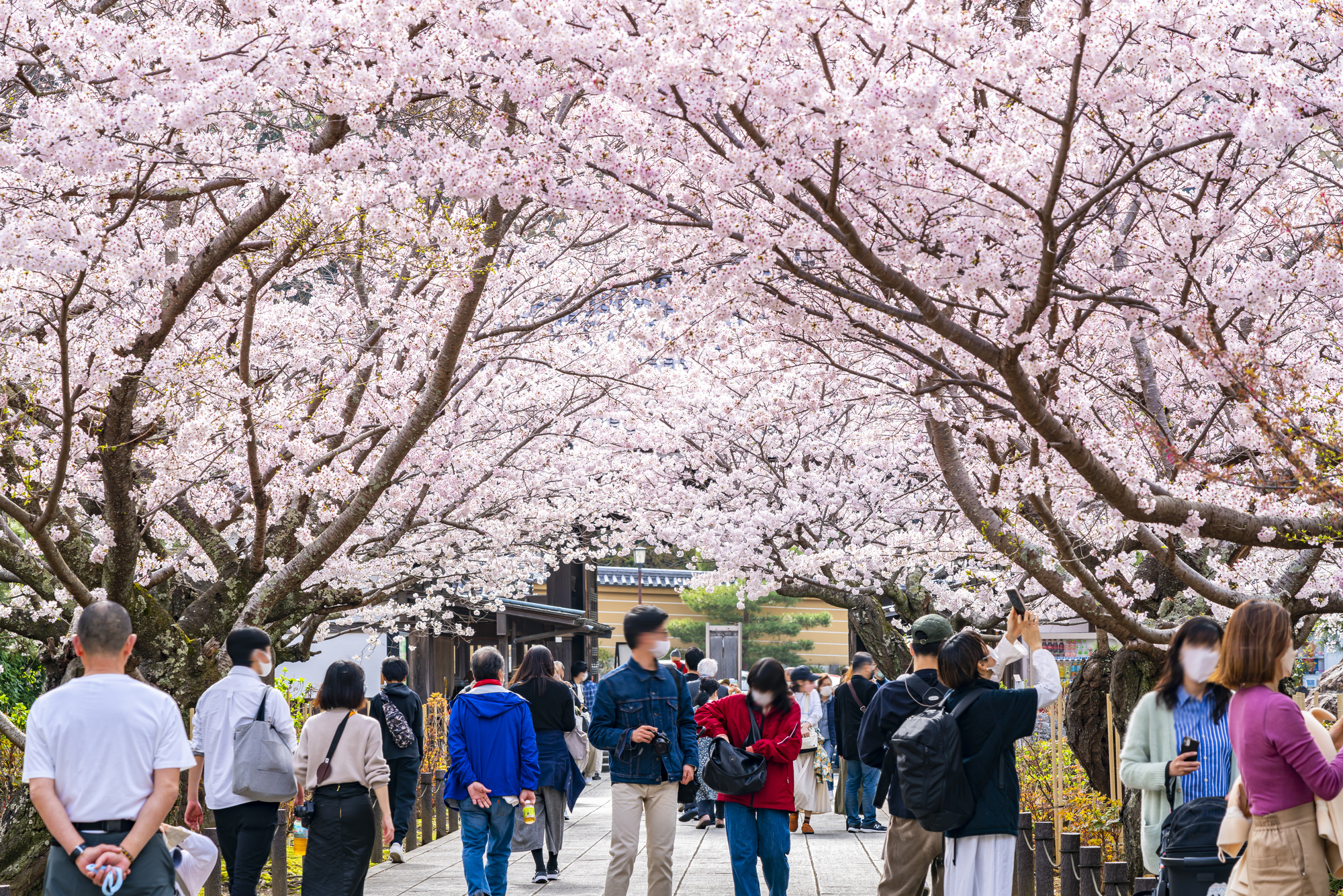 建長寺に咲き誇る満開の桜
