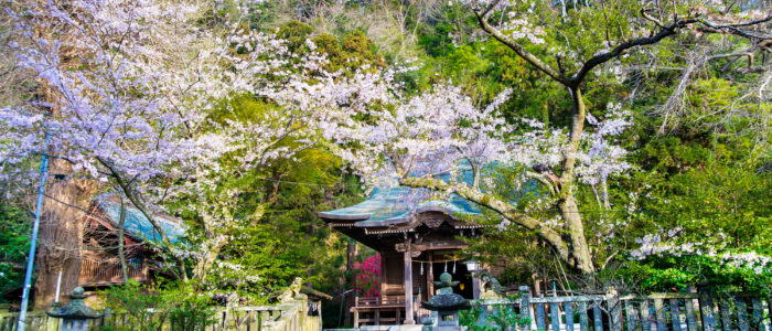 御霊神社-本殿と桜