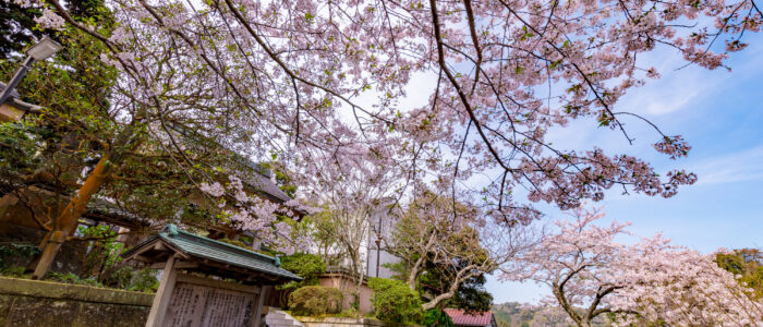 成就院の桜