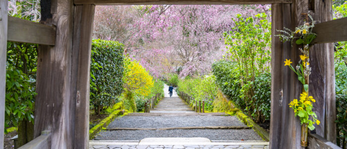 明月院の枝垂桜