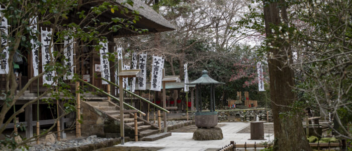 杉本寺の梅