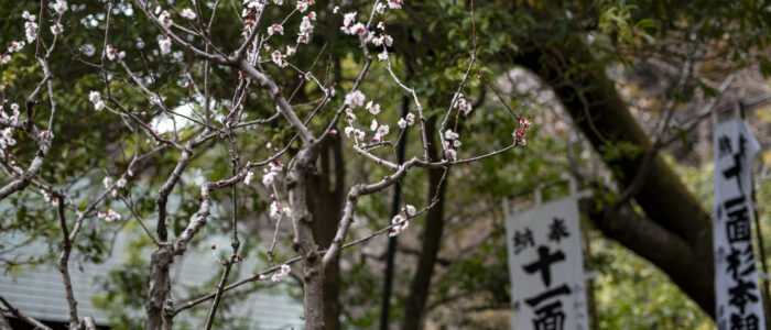 杉本寺の梅