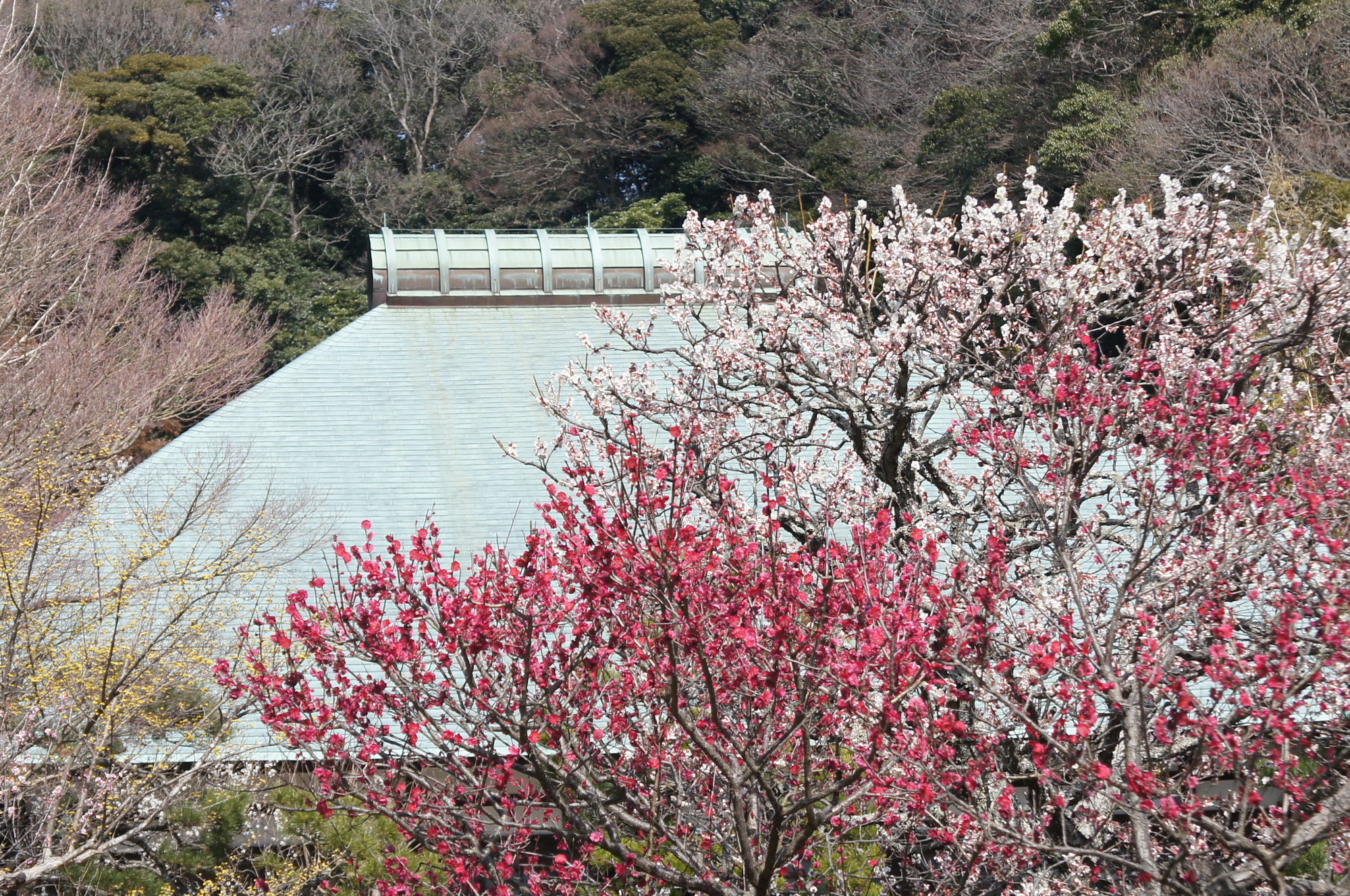 Zuisen-ji Temple Plum Blossoms | 鎌倉観光完全ガイド 瑞泉寺の梅