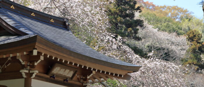 浄智寺境内の桜