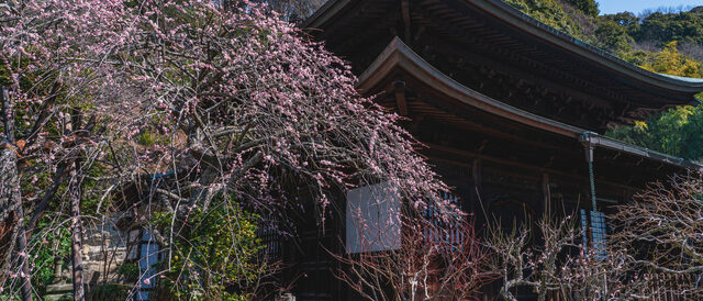 瑞泉寺の梅