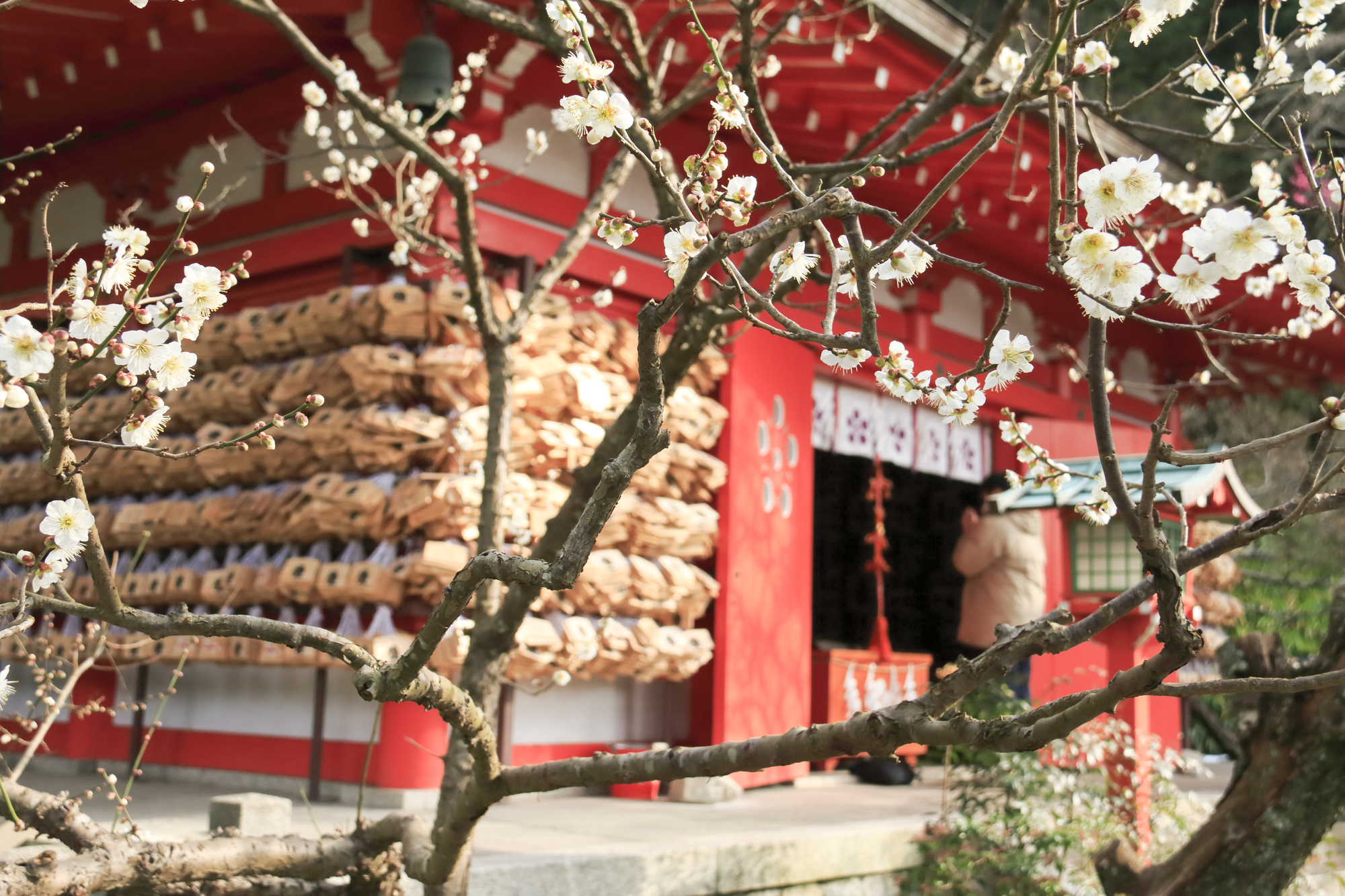 Egara Tenjin Shrine Plum Blossoms | 鎌倉観光完全ガイド 荏柄天神社の梅