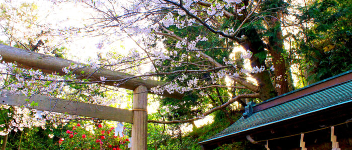 銭洗弁財天の鳥居と桜