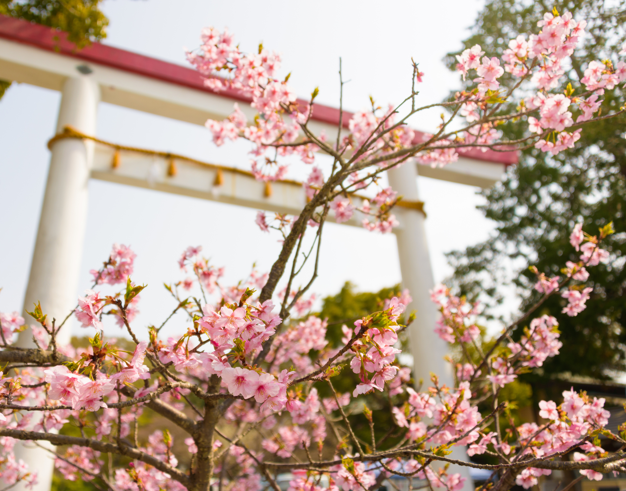 鎌倉宮の梅 pixta_6749530_M | 카마쿠라 관광 완전 가이드 鎌倉宮の梅