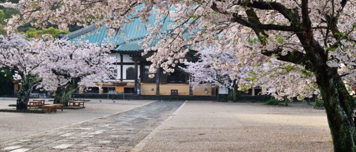 光明寺の桜