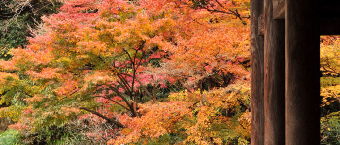 妙本寺の紅葉