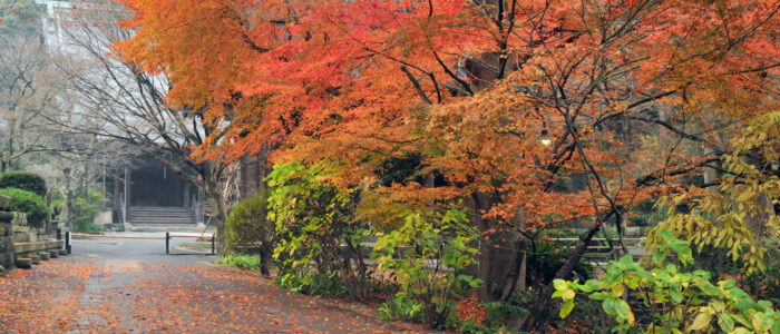 妙本寺の紅葉