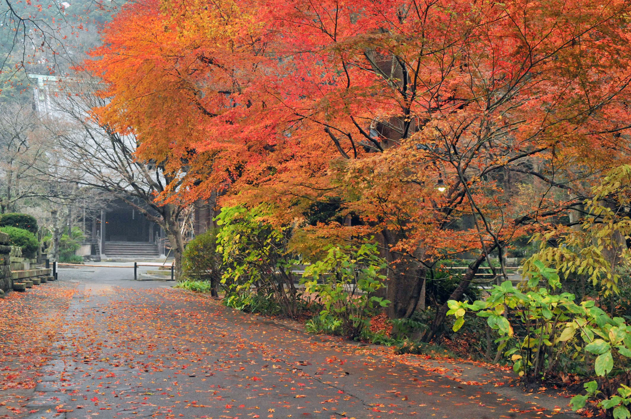 妙本寺の紅葉