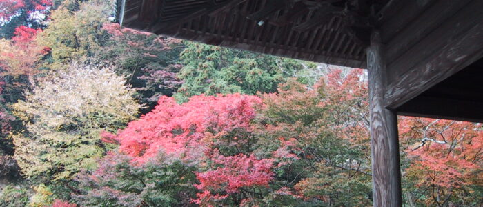 妙本寺の紅葉