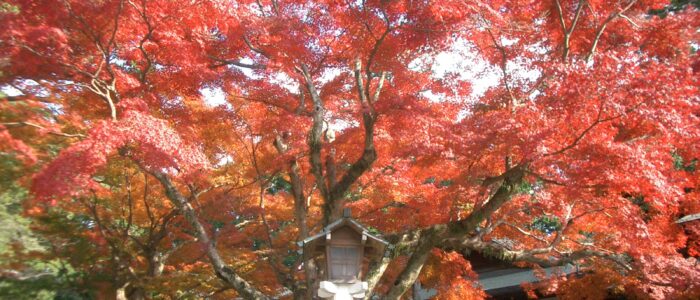 鎌倉宮の紅葉