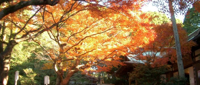 鎌倉宮の紅葉