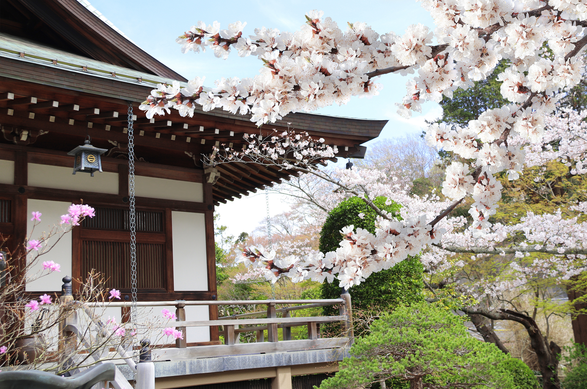 Roof of ancient temple and blooming sakura branches Hasedera H | 镰仓观光完全指南 長谷寺の桜