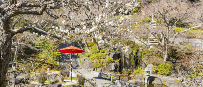 長谷寺の桜