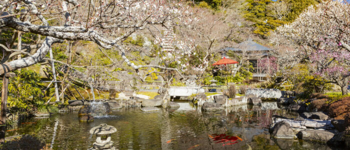 長谷寺の桜