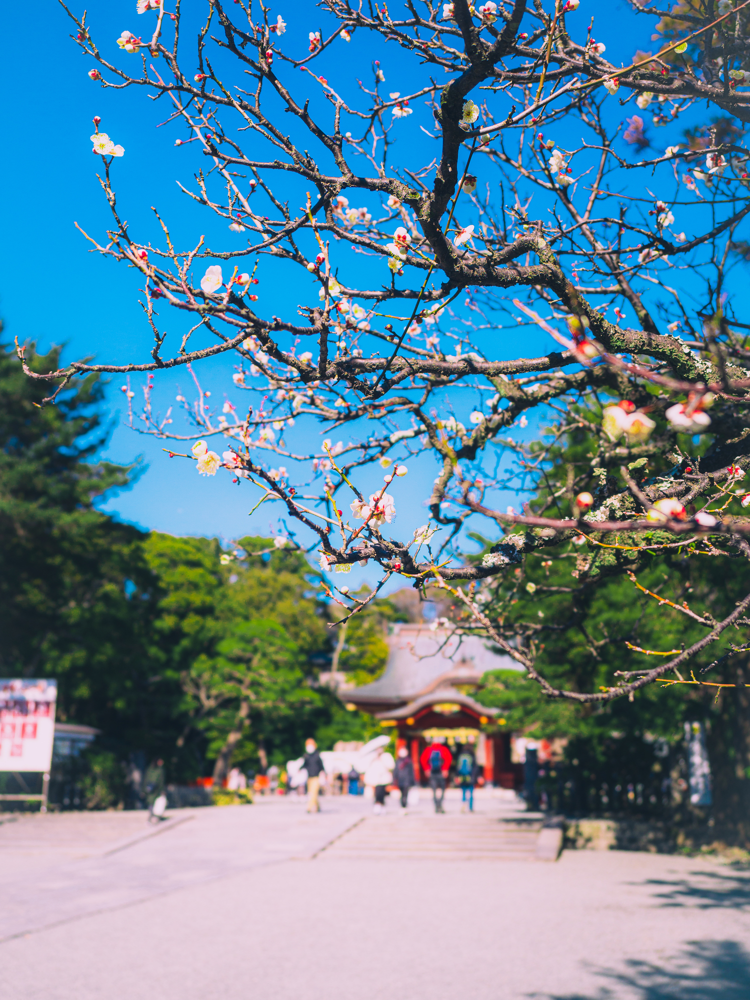 Tsurugaoka Hachimangu Shrine Plum Blossoms | 鎌倉観光完全ガイド 鶴岡八幡宮の梅