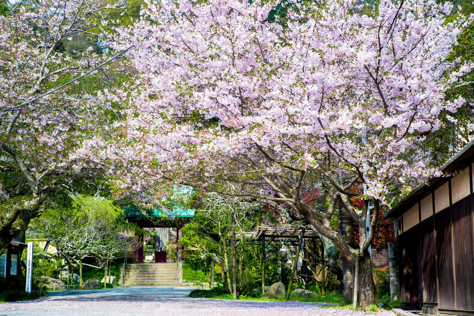 光則寺の桜 pixta_48591394_M | 镰仓观光完全指南 光則寺の桜
