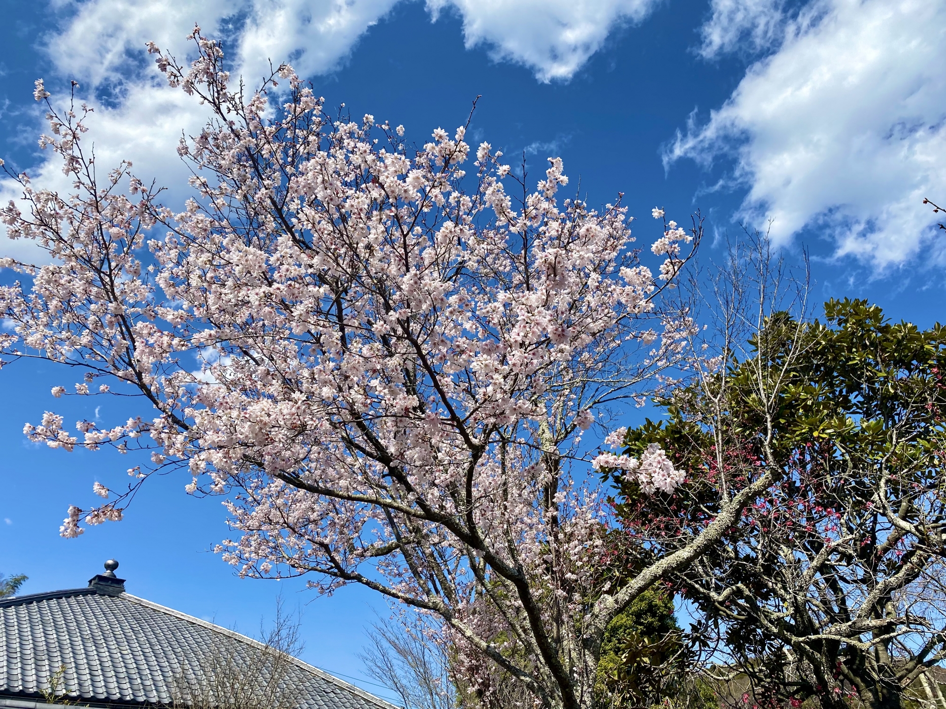 東慶寺の桜