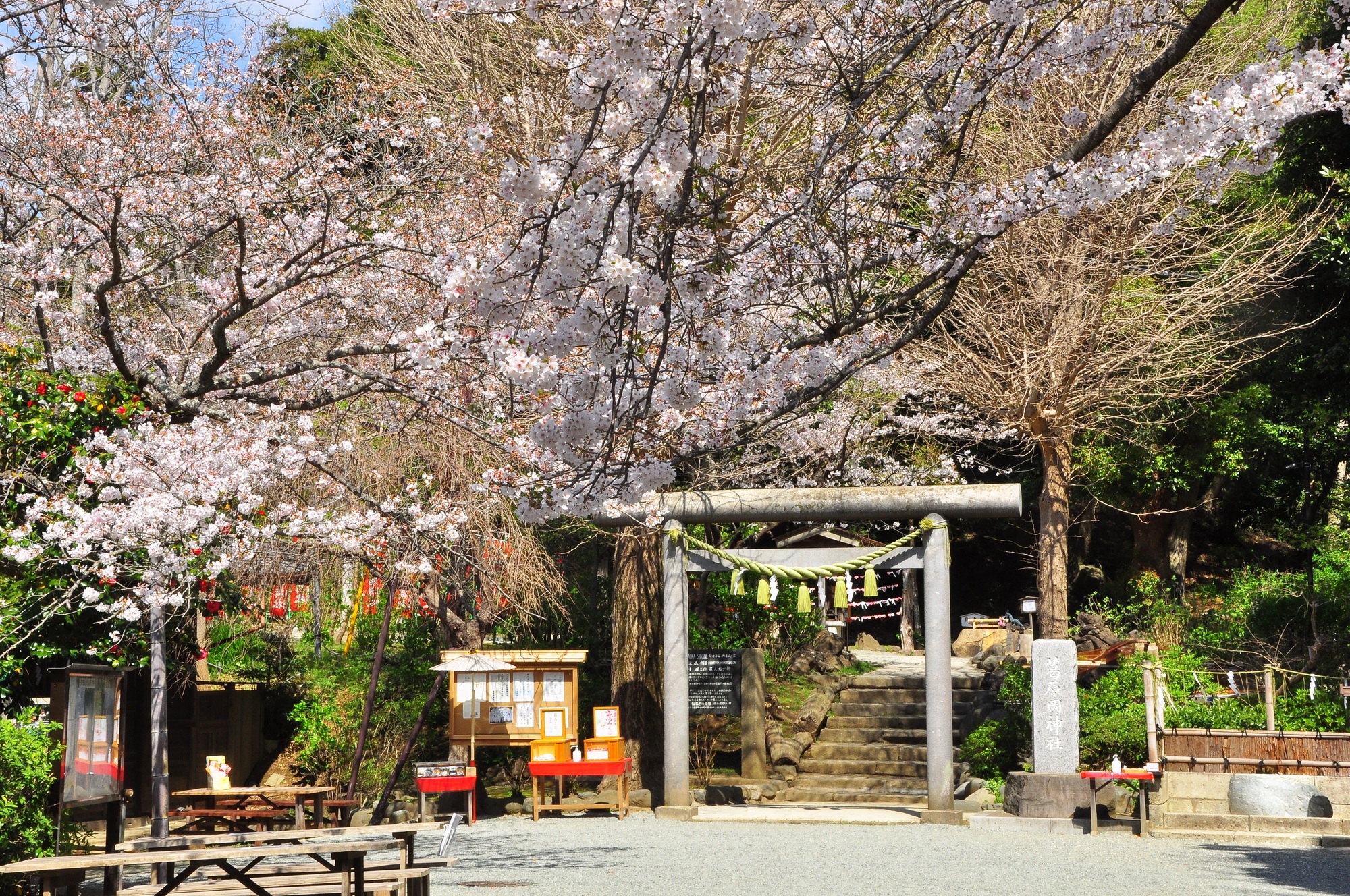 源氏山公園の桜
