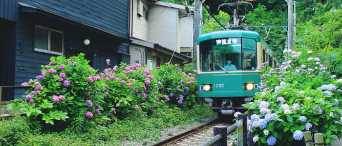 Hydrangeas of Goryo Shrine (御霊神社) | A Stunning Kamakura Scene with ...
