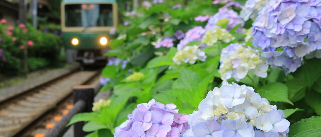 Hydrangeas of Goryo Shrine (御霊神社) | A Stunning Kamakura Scene with ...